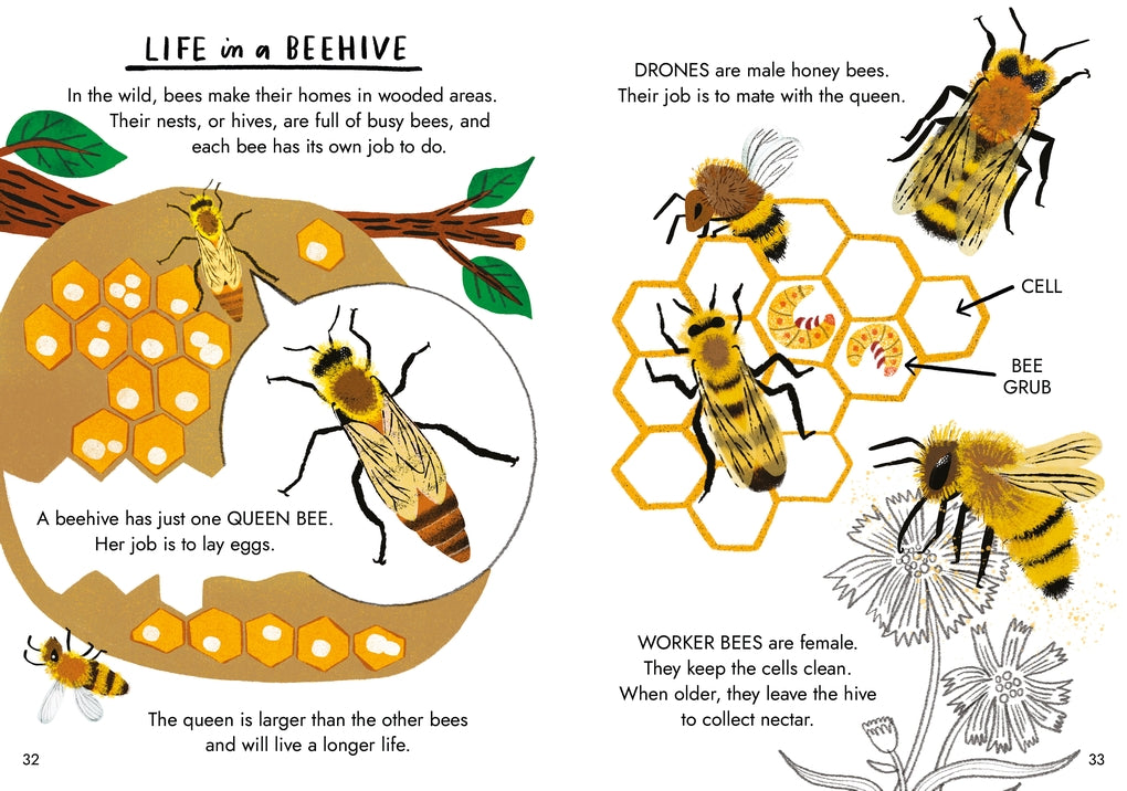 Little Guides to Nature: Hello Bugs by Nina Chakrabarti