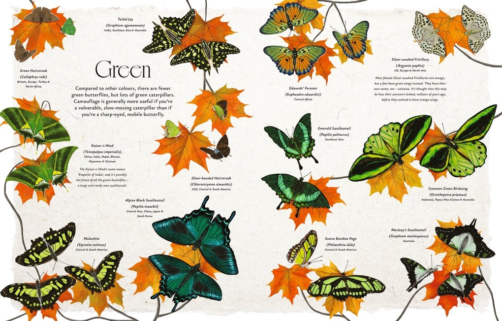 Butterflies by Jon Dunn, Georgina Taylor, Hanako Clulow