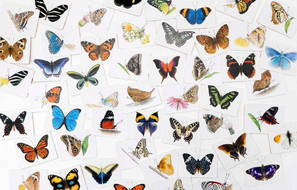 Schmetterlinge und ihre Flügel by Christine Berrie, Laurence King Publishing, Ulrich Korn