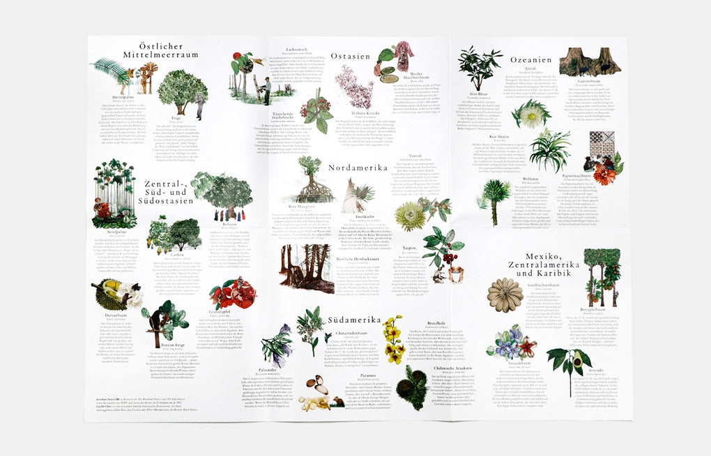 In 50 Bäumen um die Welt by Jonathan Drori, Lucille Clerc