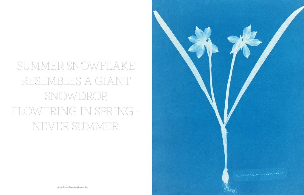 The Book of the Flower by Angus Hyland, Kendra Wilson