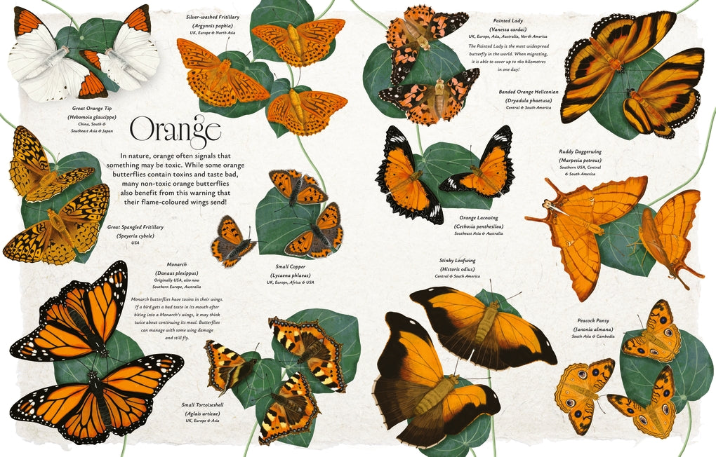 Butterflies by Jon Dunn, Georgina Taylor, Hanako Clulow
