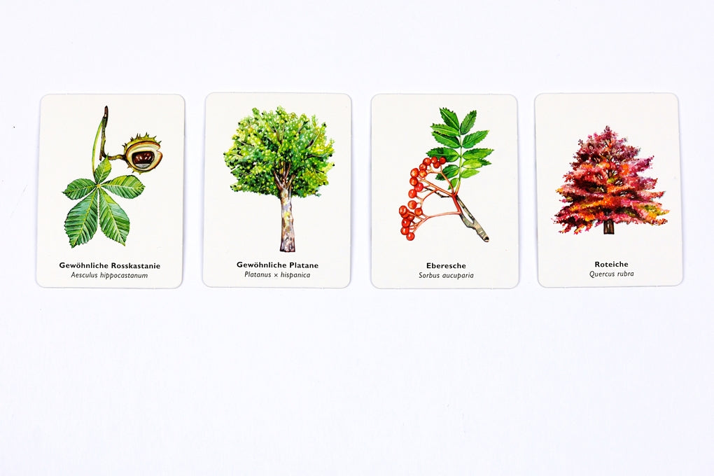 Bäume und ihre Blätter by Holly Exley, Tony Kirkham, Ulrike Lowis