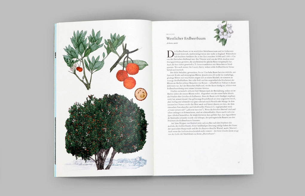 In 80 Bäumen um die Welt by Jonathan Drori, Bettina Eschenhagen; Ulrich Korn