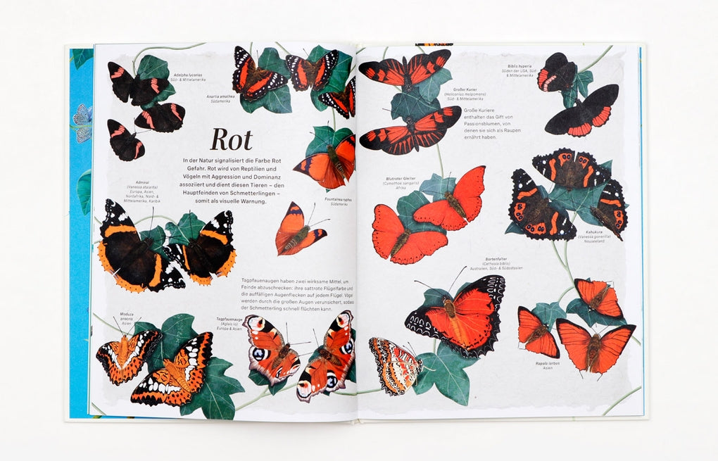 Schmetterlinge by Jon Dunn, Georgina Taylor, Hanako Clulow