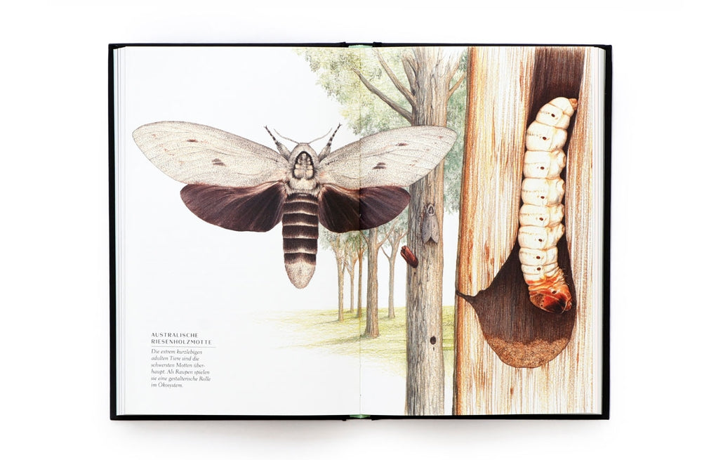 Wunderwelt der Insekten by Ross Piper