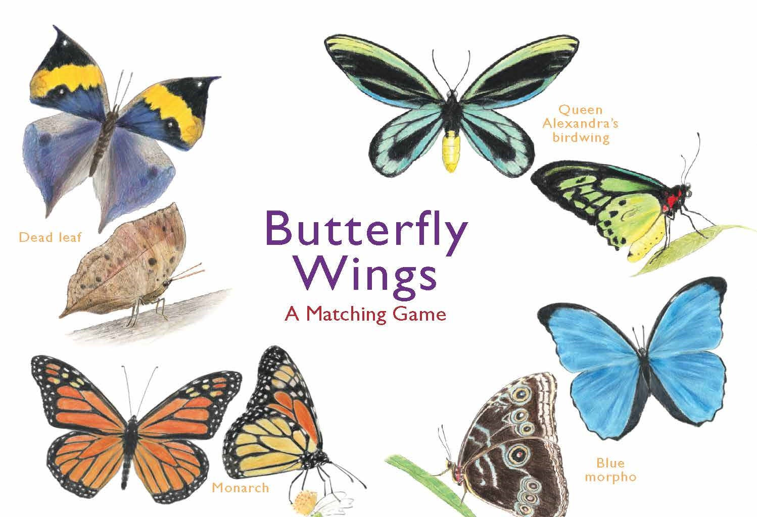 Butterfly Wings by Christine Berrie, Laurence King Publishing