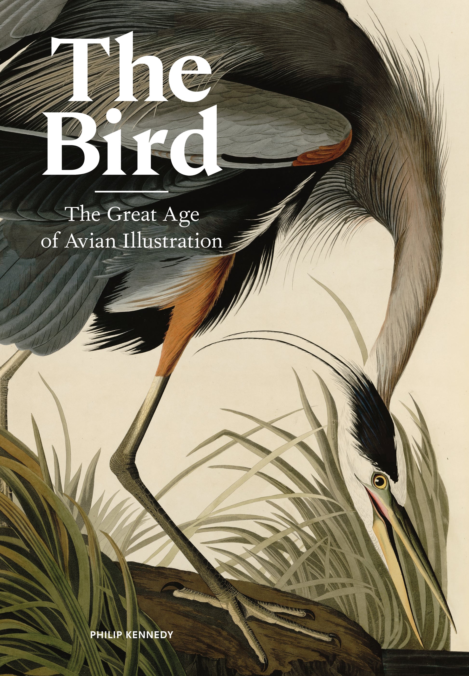 The Bird by Philip Kennedy